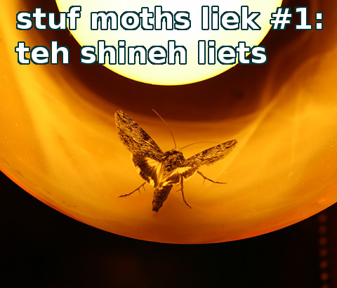 moth_light.jpg