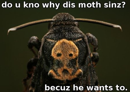 Punishr Moth